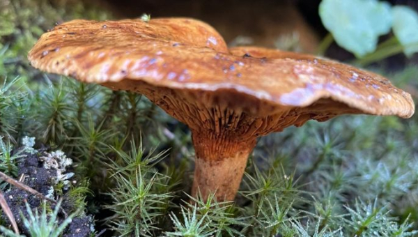 Discover the World of Mushrooms